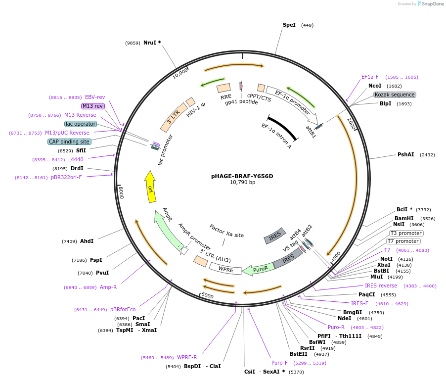 116211-plasmid-map-sequence-id-250450