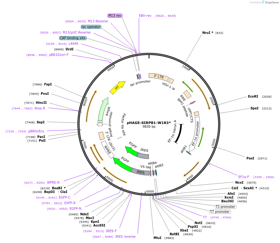 116681-plasmid-map-sequence-id-250456