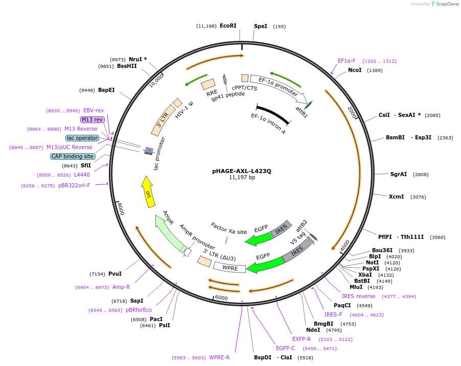116119-plasmid-map-sequence-id-250486