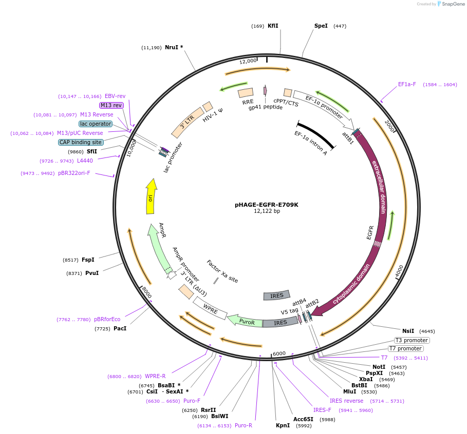 116242-plasmid-map-sequence-id-250511