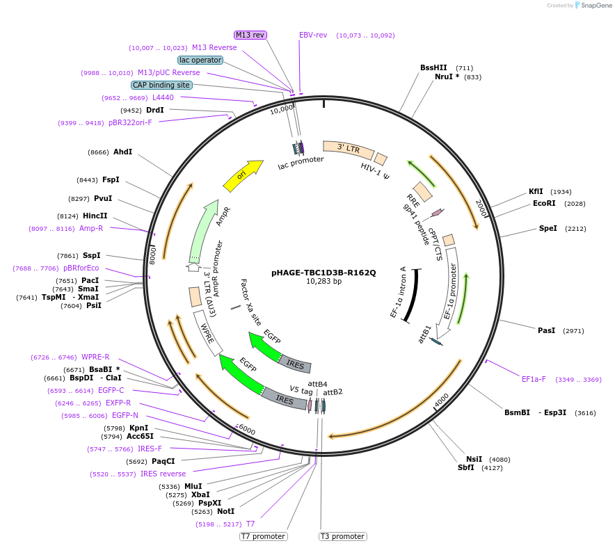 116694-plasmid-map-sequence-id-250525