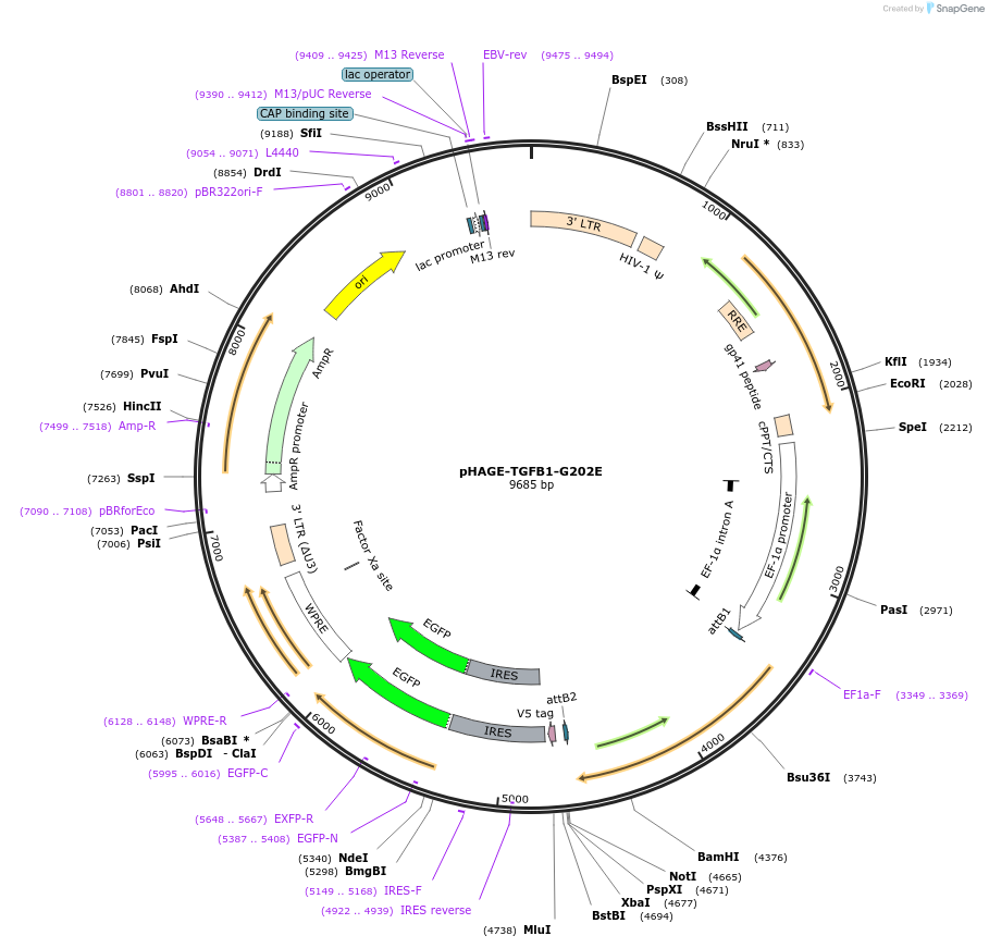 116695-plasmid-map-sequence-id-250530
