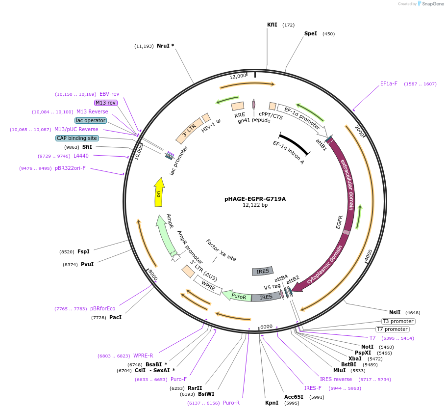 116253-plasmid-map-sequence-id-250541