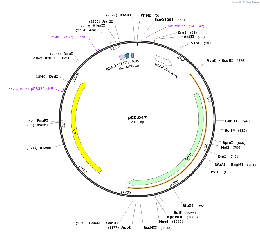 119590-plasmid-map-sequence-id-250559