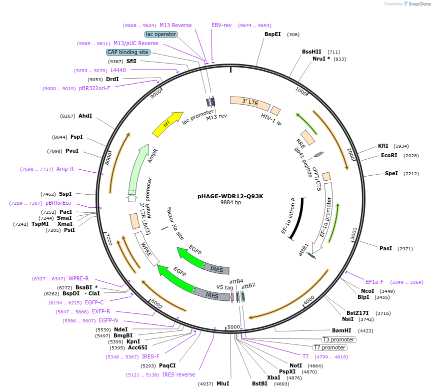 116706-plasmid-map-sequence-id-250561
