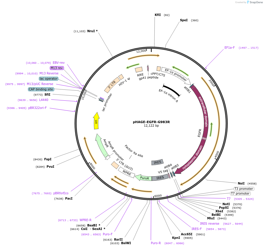 116259-plasmid-map-sequence-id-250574