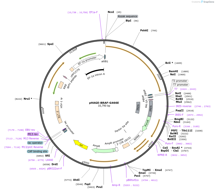 116150-plasmid-map-sequence-id-250595