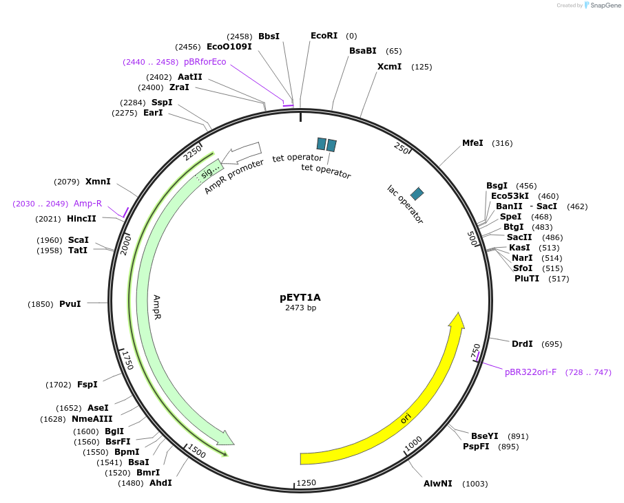 127760-plasmid-map-sequence-id-250630