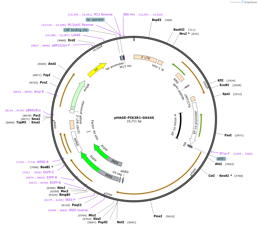 116593-plasmid-map-sequence-id-250642