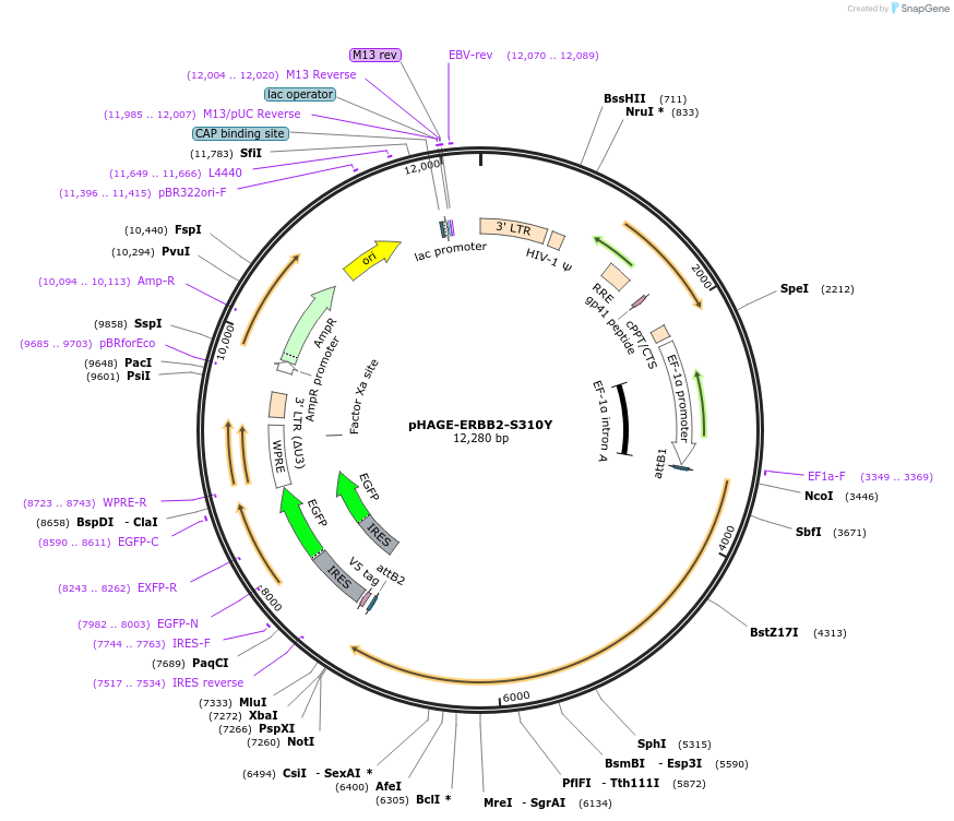 116350-plasmid-map-sequence-id-250657