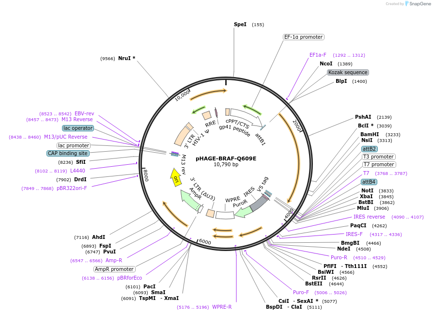 116193-plasmid-map-sequence-id-250662