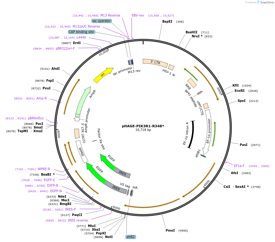 116603-plasmid-map-sequence-id-250676