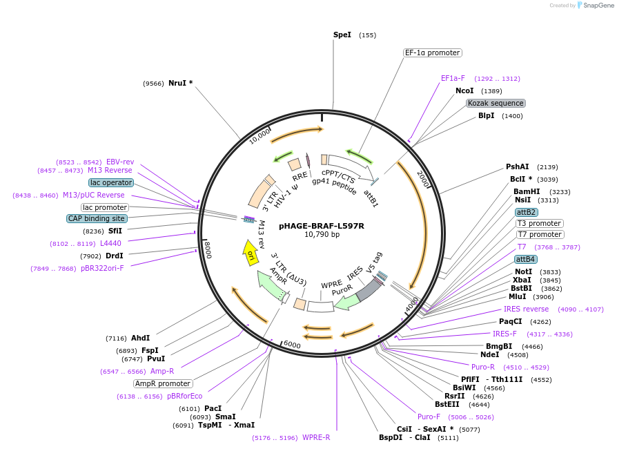 116178-plasmid-map-sequence-id-250686