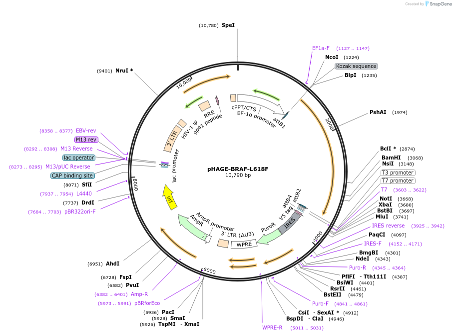 116182-plasmid-map-sequence-id-250692