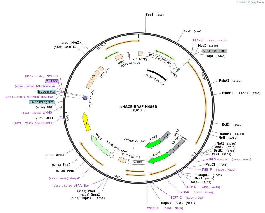 116186-plasmid-map-sequence-id-250705
