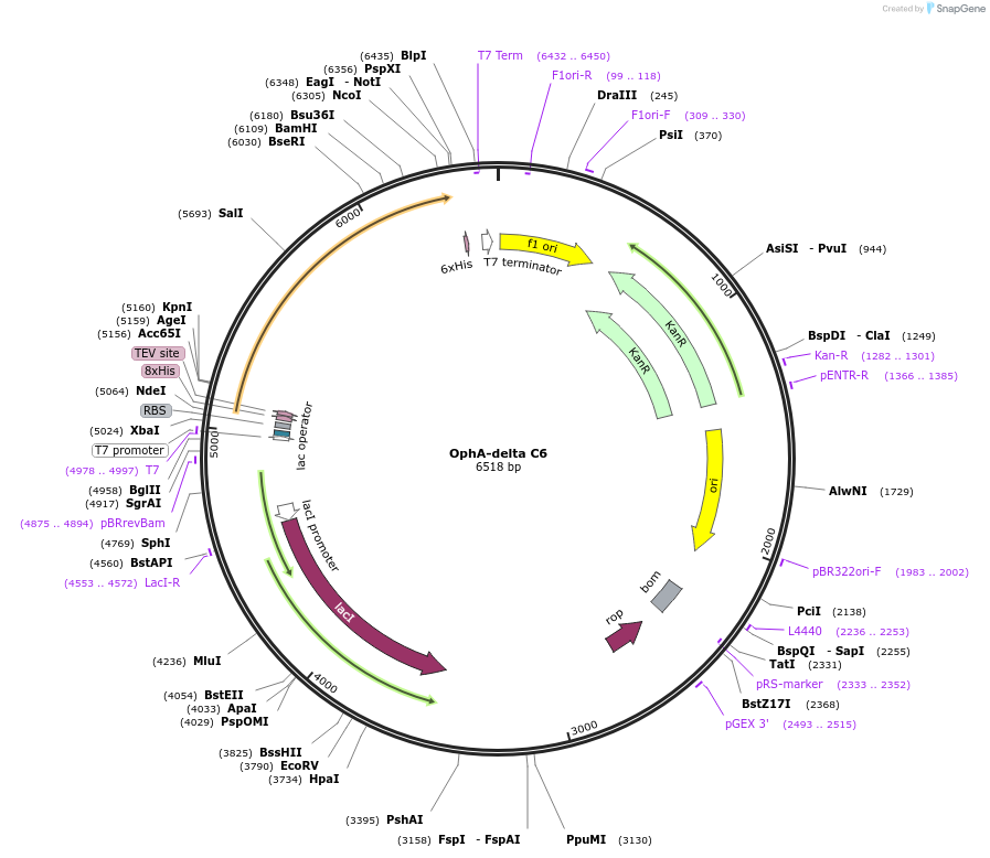 127679-plasmid-map-sequence-id-250738