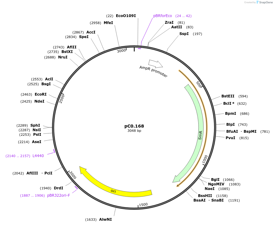 119635-plasmid-map-sequence-id-250802