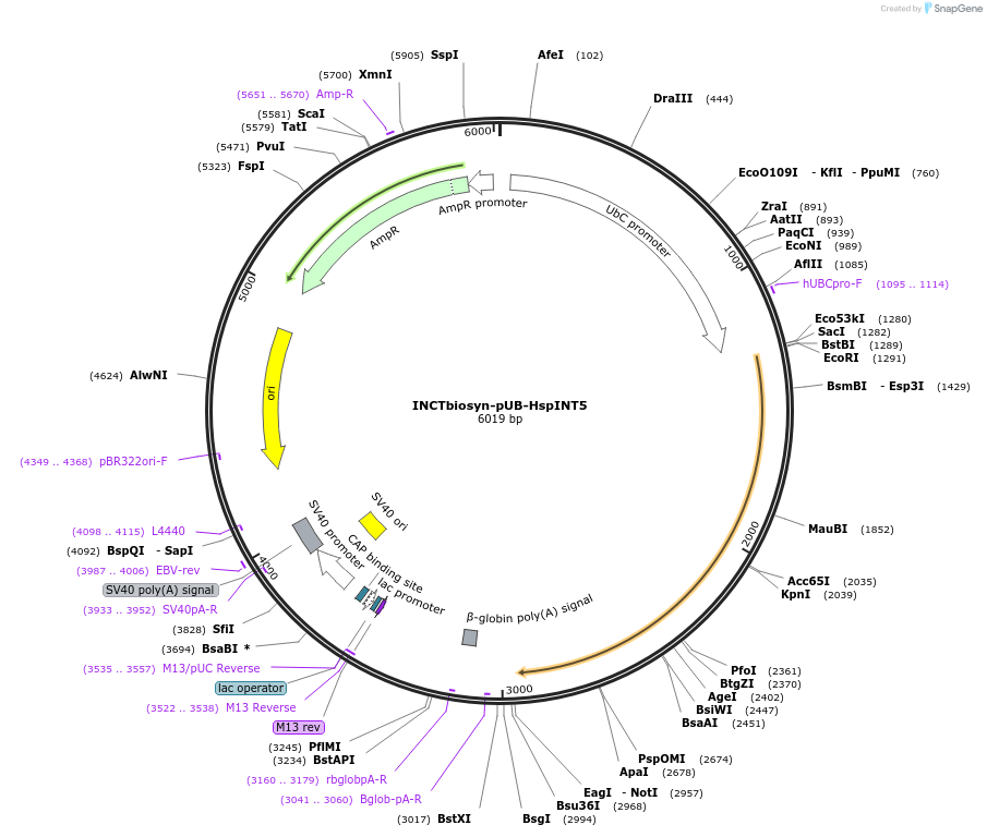 127514-plasmid-map-sequence-id-250816