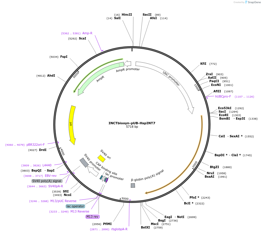 127515-plasmid-map-sequence-id-250817
