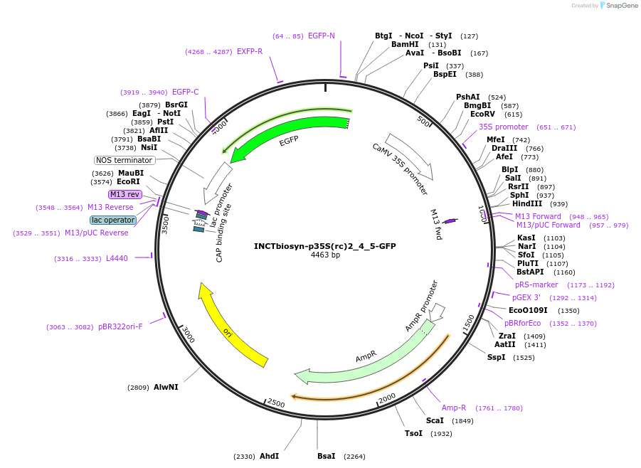 127520-plasmid-map-sequence-id-250826