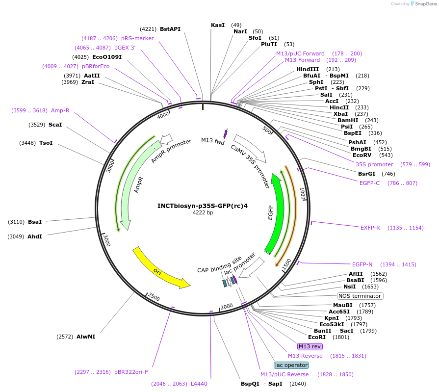 127522-plasmid-map-sequence-id-250833