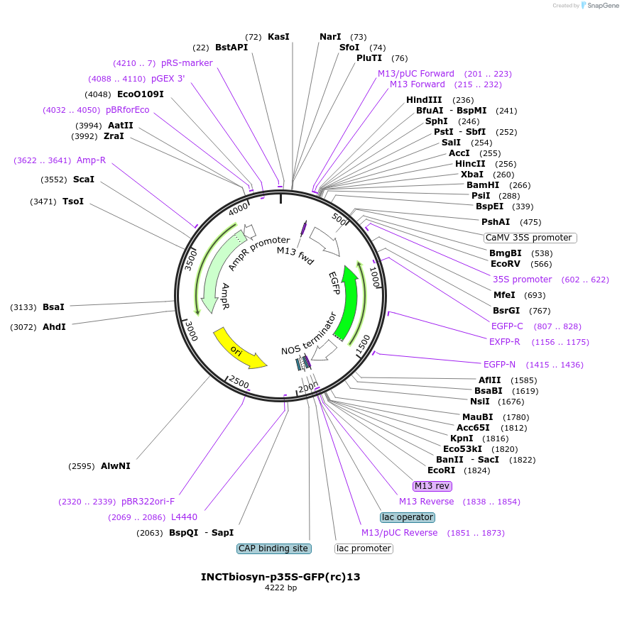 127526-plasmid-map-sequence-id-250841