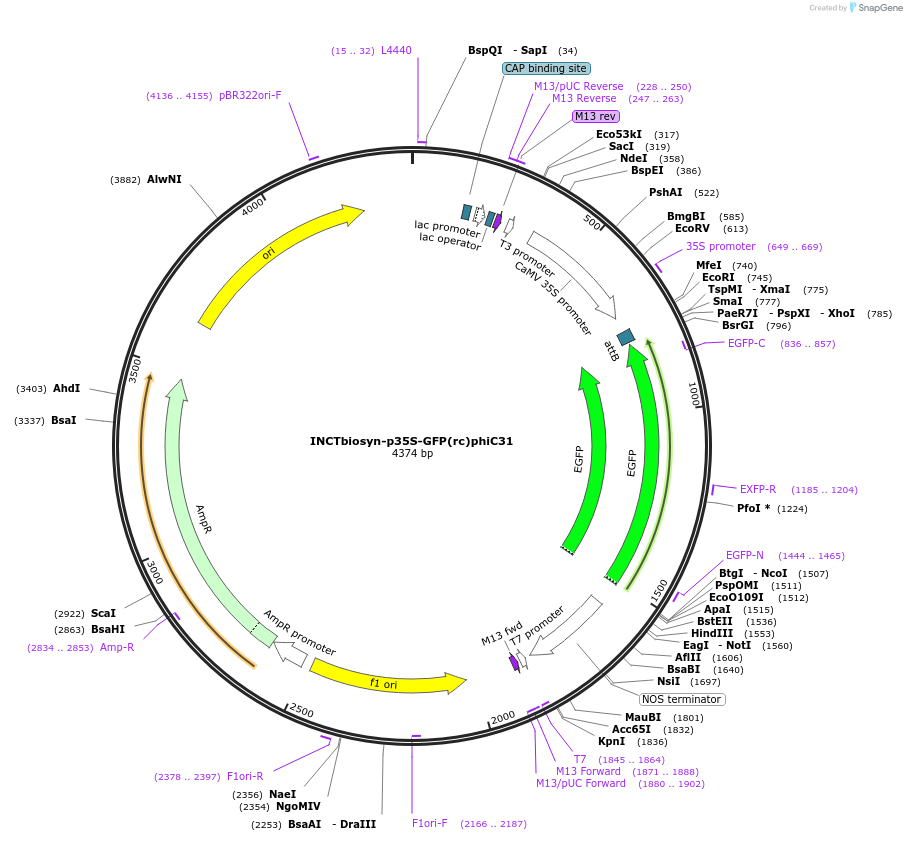 127527-plasmid-map-sequence-id-250842