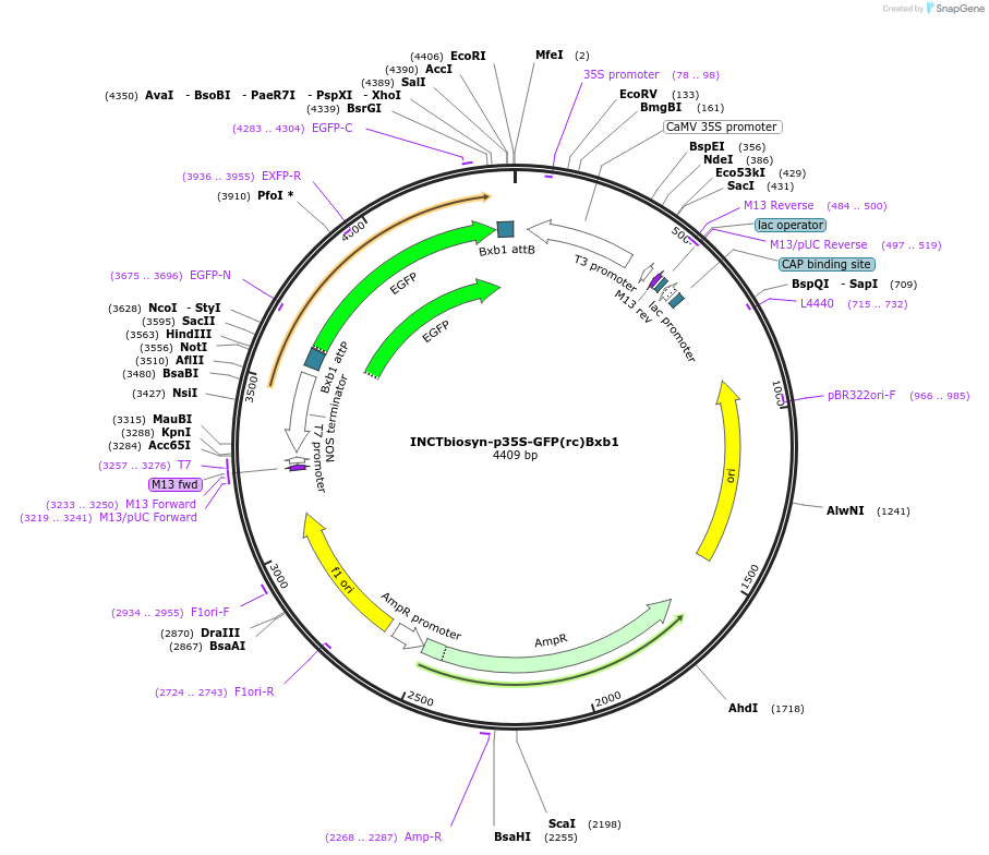 127528-plasmid-map-sequence-id-250843