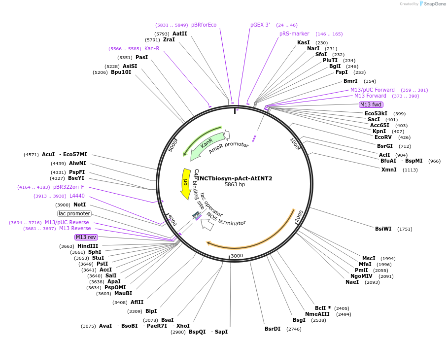 127529-plasmid-map-sequence-id-250845