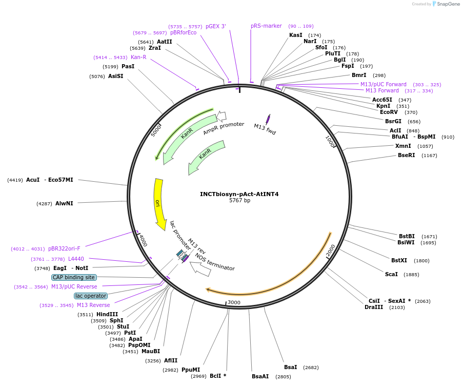 127530-plasmid-map-sequence-id-250847