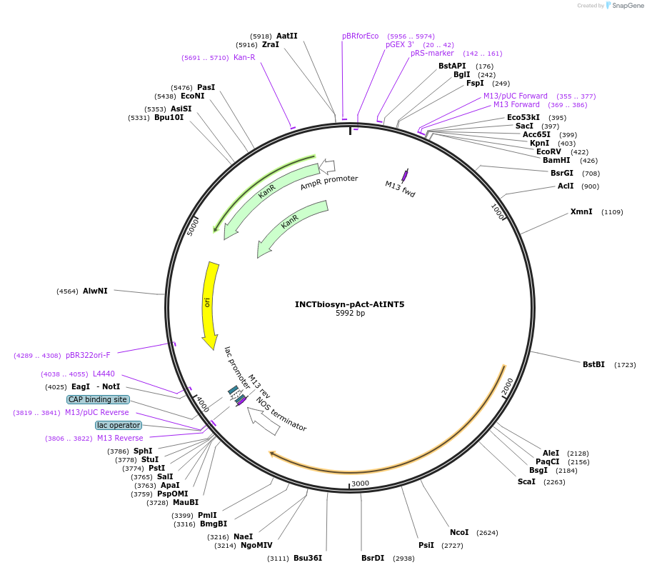 127531-plasmid-map-sequence-id-250848