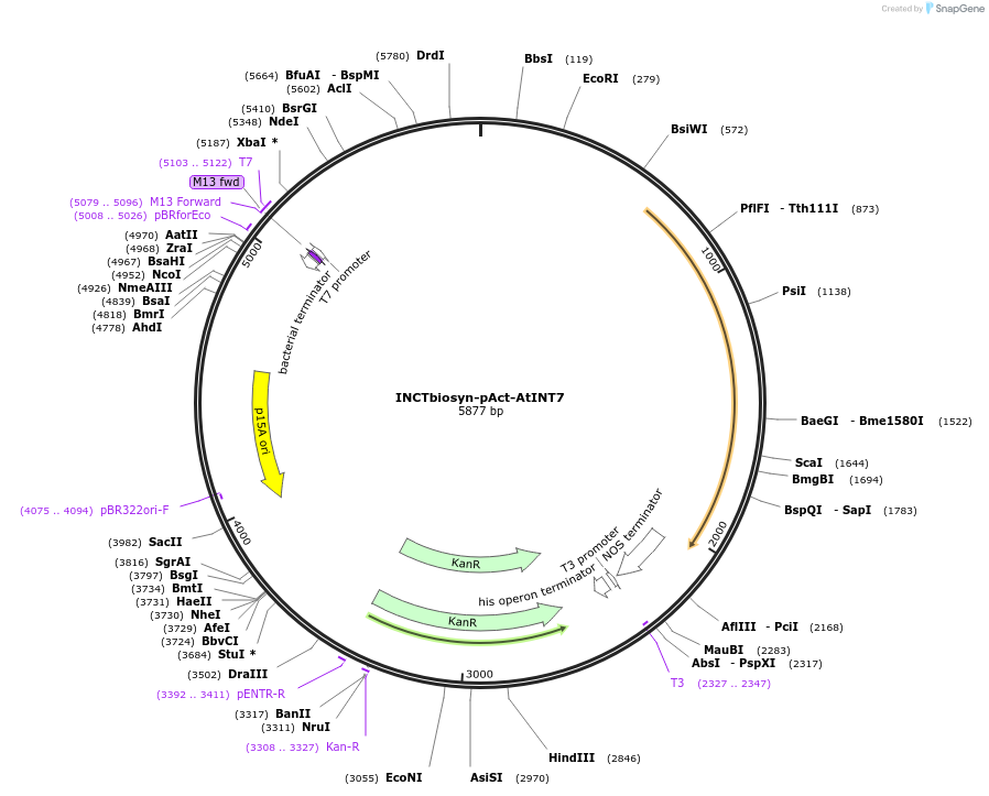 127532-plasmid-map-sequence-id-250849