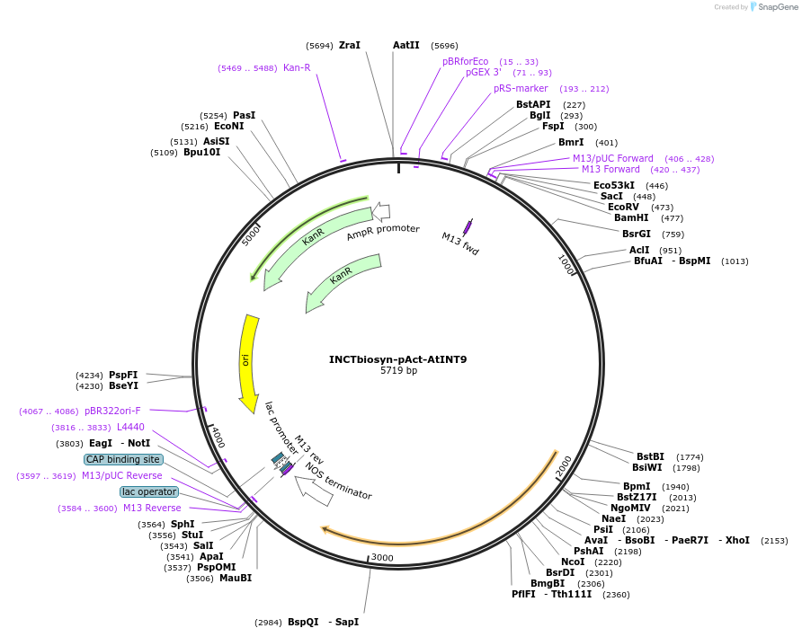 127533-plasmid-map-sequence-id-250850