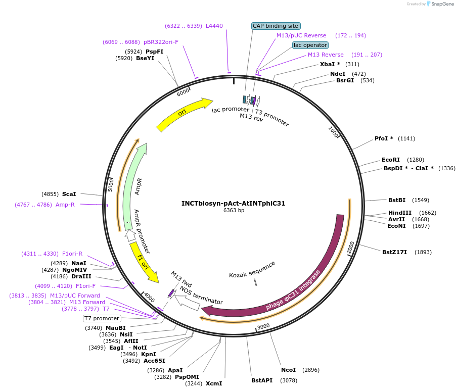127535-plasmid-map-sequence-id-250853