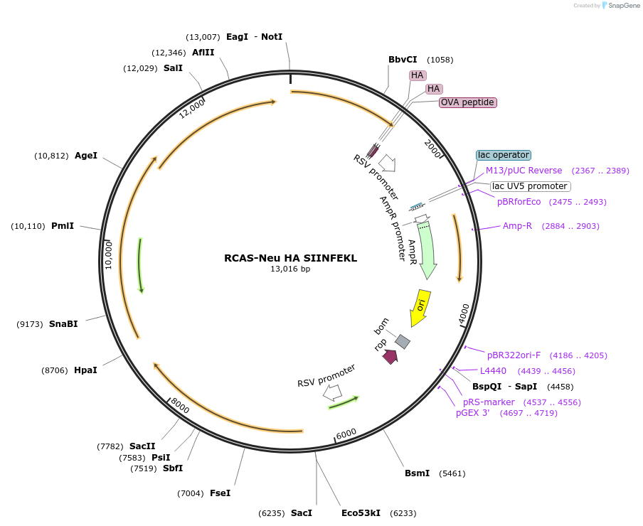 125832-plasmid-map-sequence-id-250876