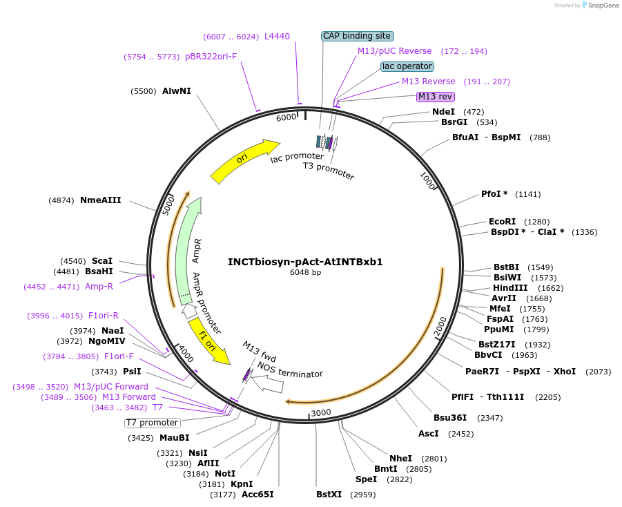 127536-plasmid-map-sequence-id-250889