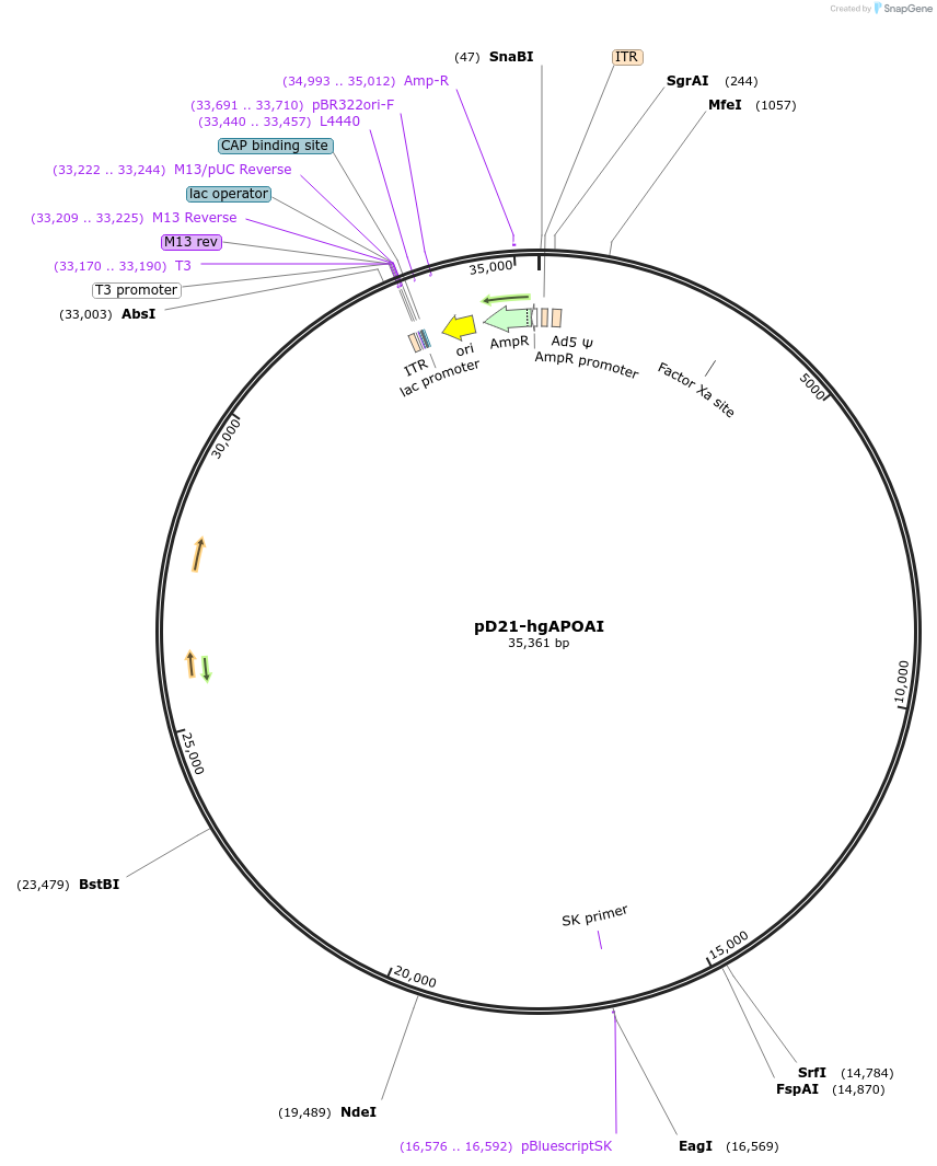124962-plasmid-map-sequence-id-250895
