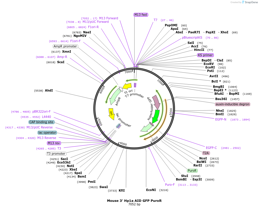 127897-plasmid-map-sequence-id-250990