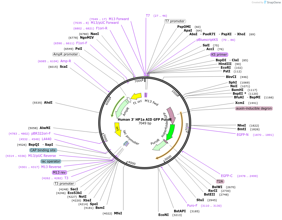 127906-plasmid-map-sequence-id-250992