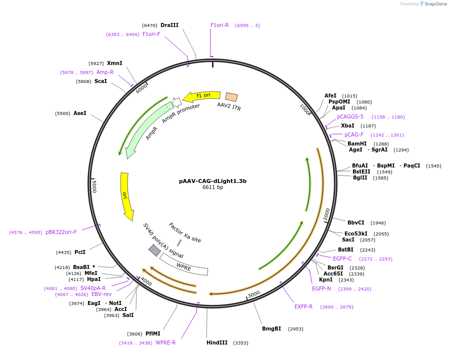 125560-plasmid-map-sequence-id-250995