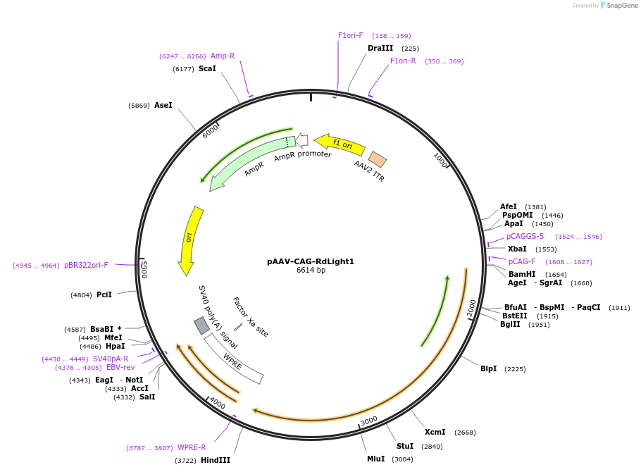 125707-plasmid-map-sequence-id-250996