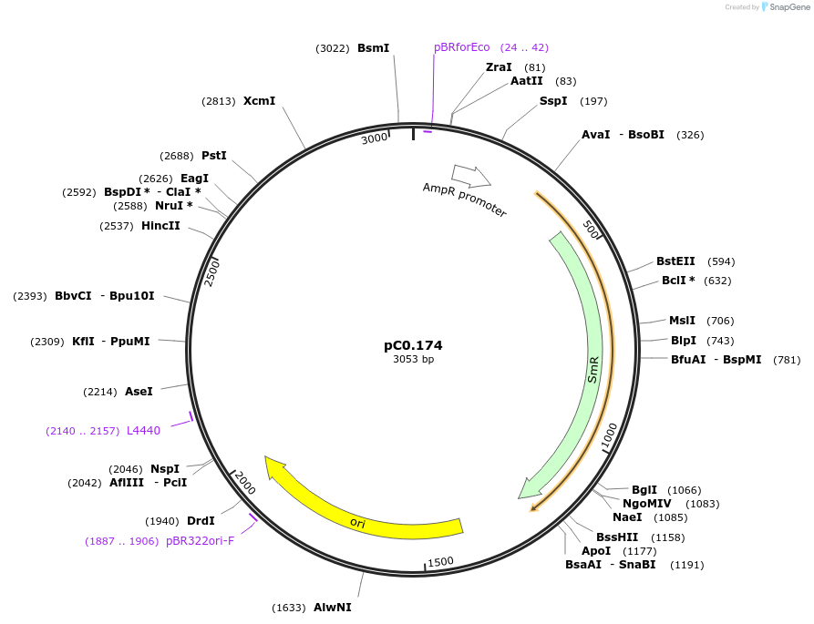 119641-plasmid-map-sequence-id-251009