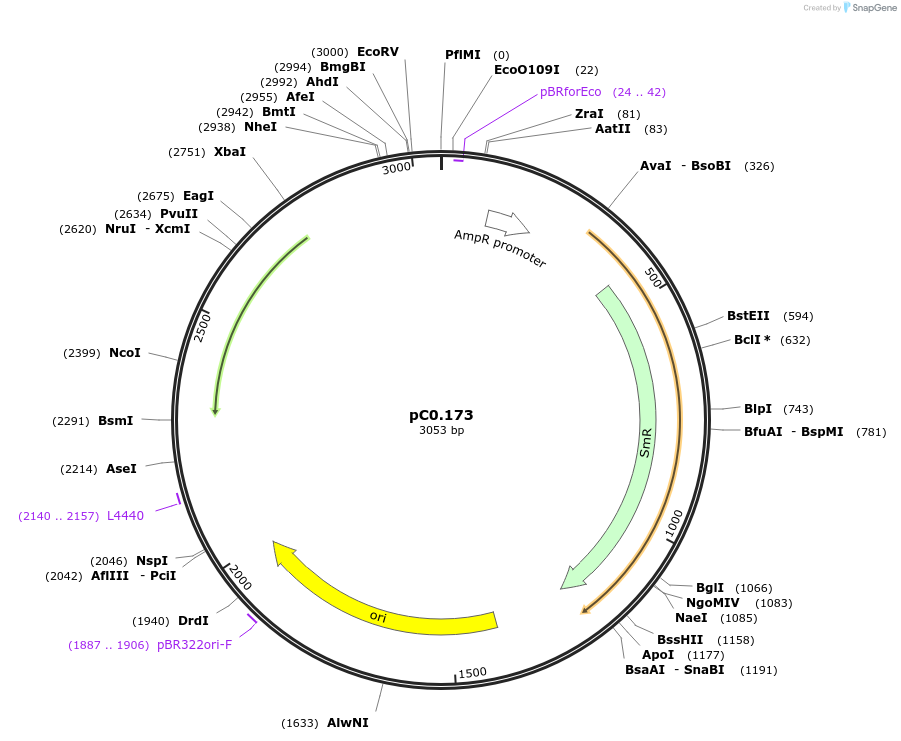 119642-plasmid-map-sequence-id-251010