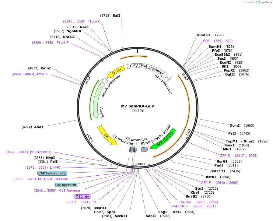 16716-plasmid-map-sequence-id-251063