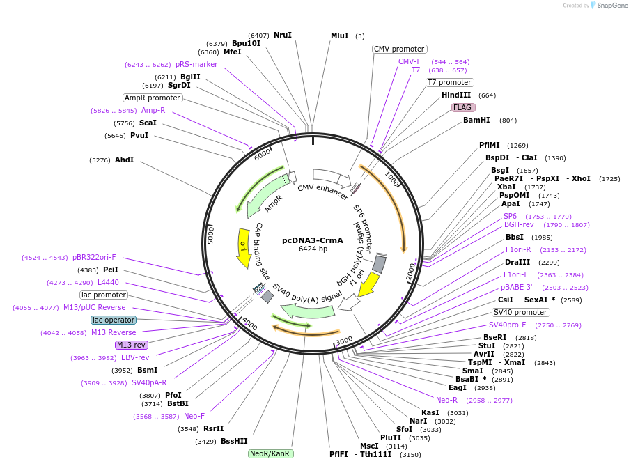 11832-plasmid-map-sequence-id-251066