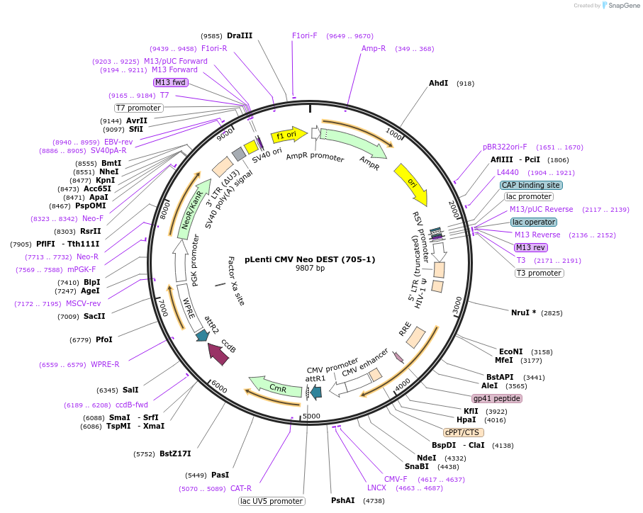 17392-plasmid-map-sequence-id-251070