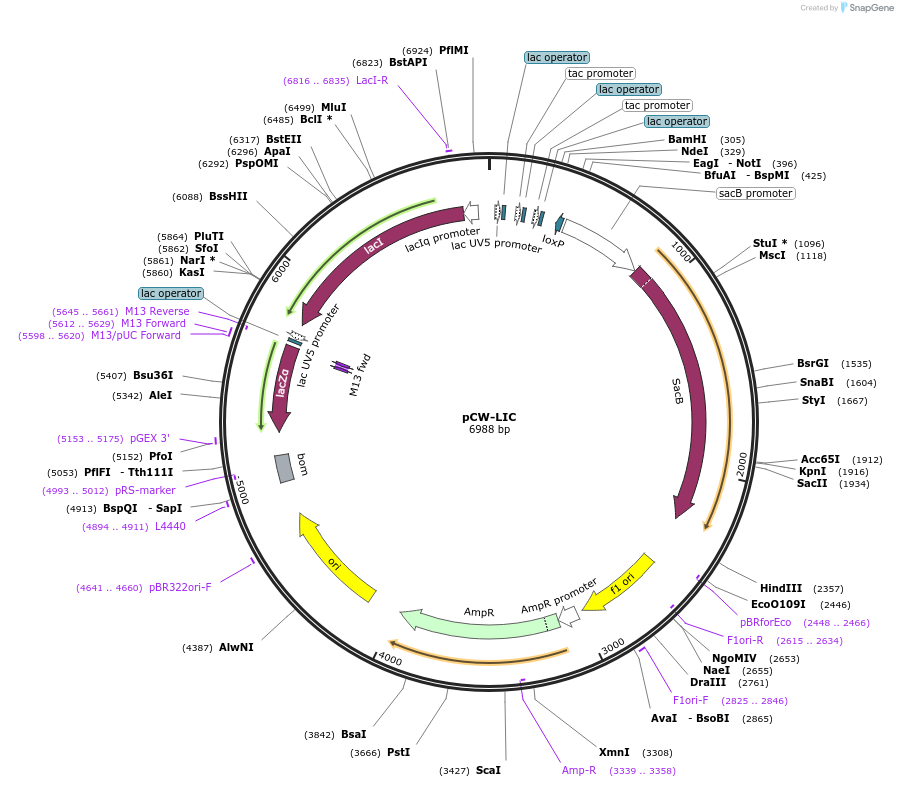 26098-plasmid-map-sequence-id-251071