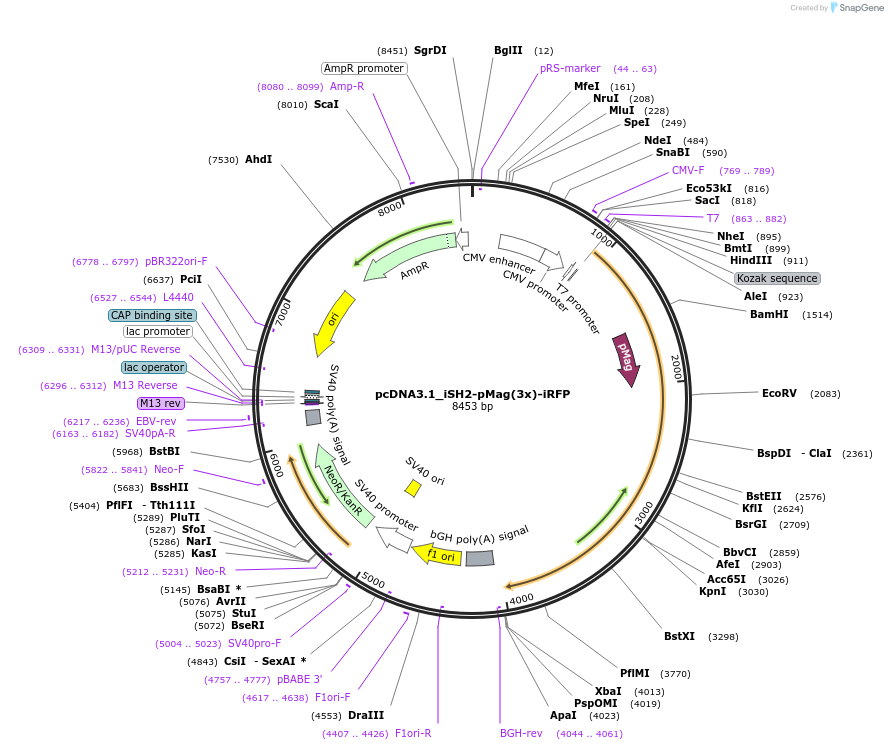 67304-plasmid-map-sequence-id-251075