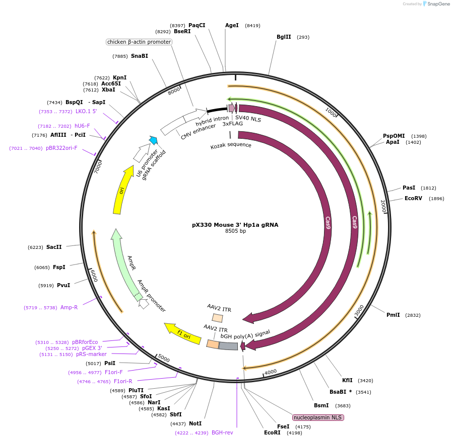 127898-plasmid-map-sequence-id-251076