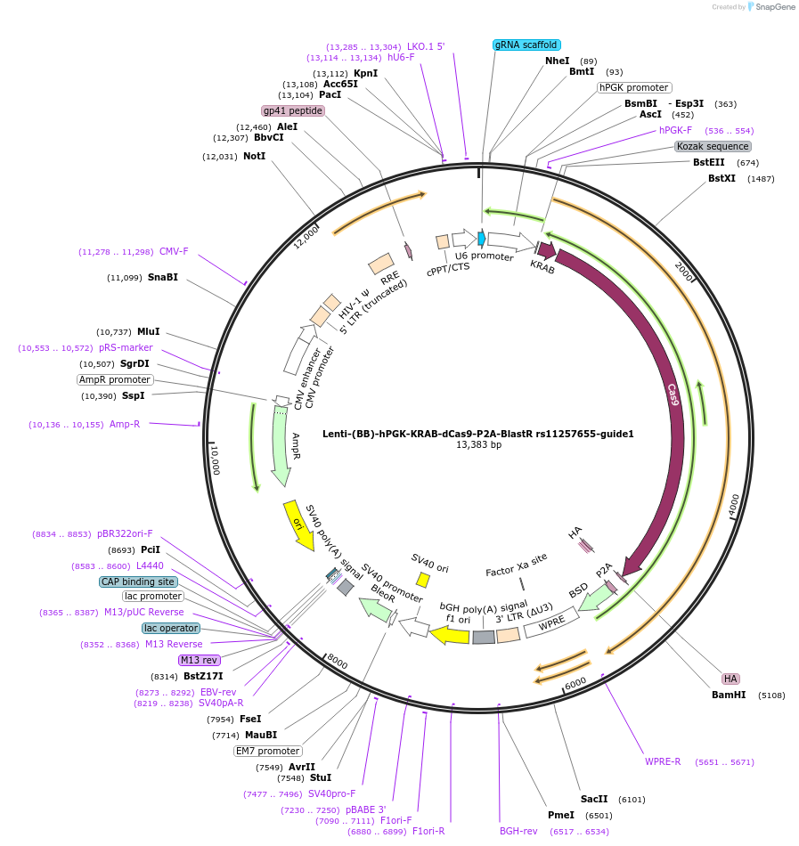 125393-plasmid-map-sequence-id-251084